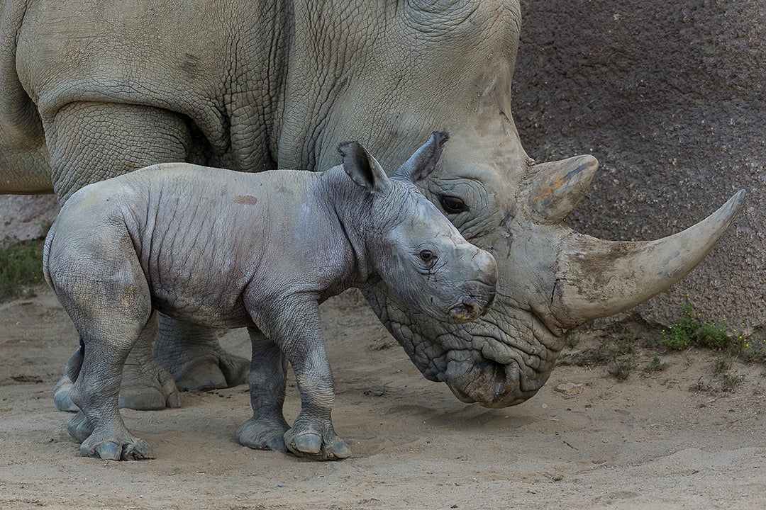 Southern White Rhino Calf Born at San Diego Zoo Safari Park San Diego